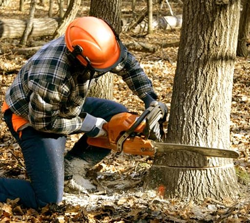 Tree Removal in Megargel, TX